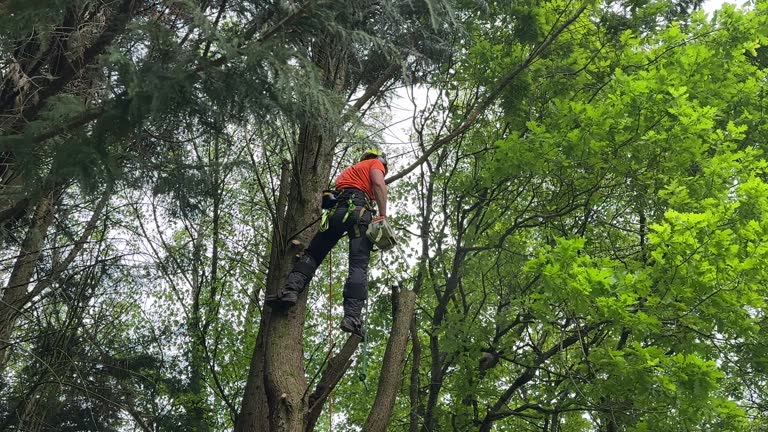 Mount Pleasant, MI  Tree Services Company