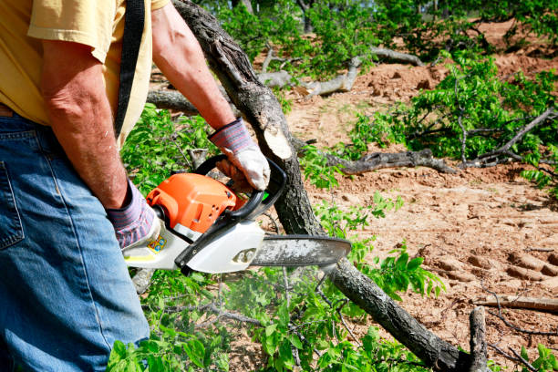 Seasonal Cleanup (Spring/Fall) in Mount Pleasant, MI